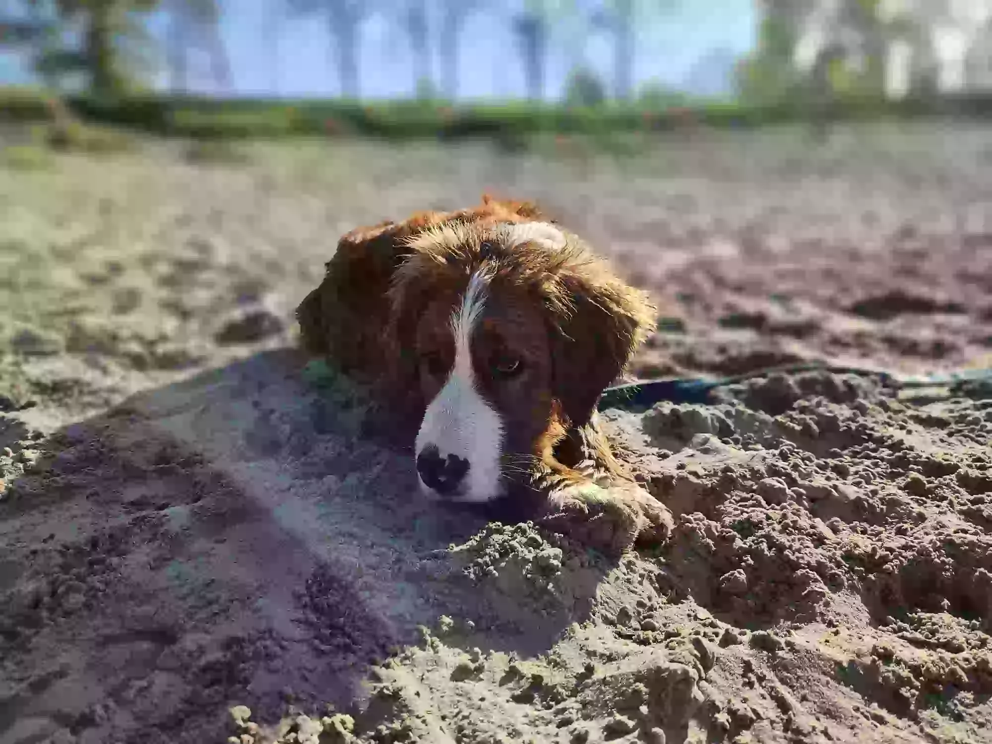 Bailey ruht sich im Sand aus