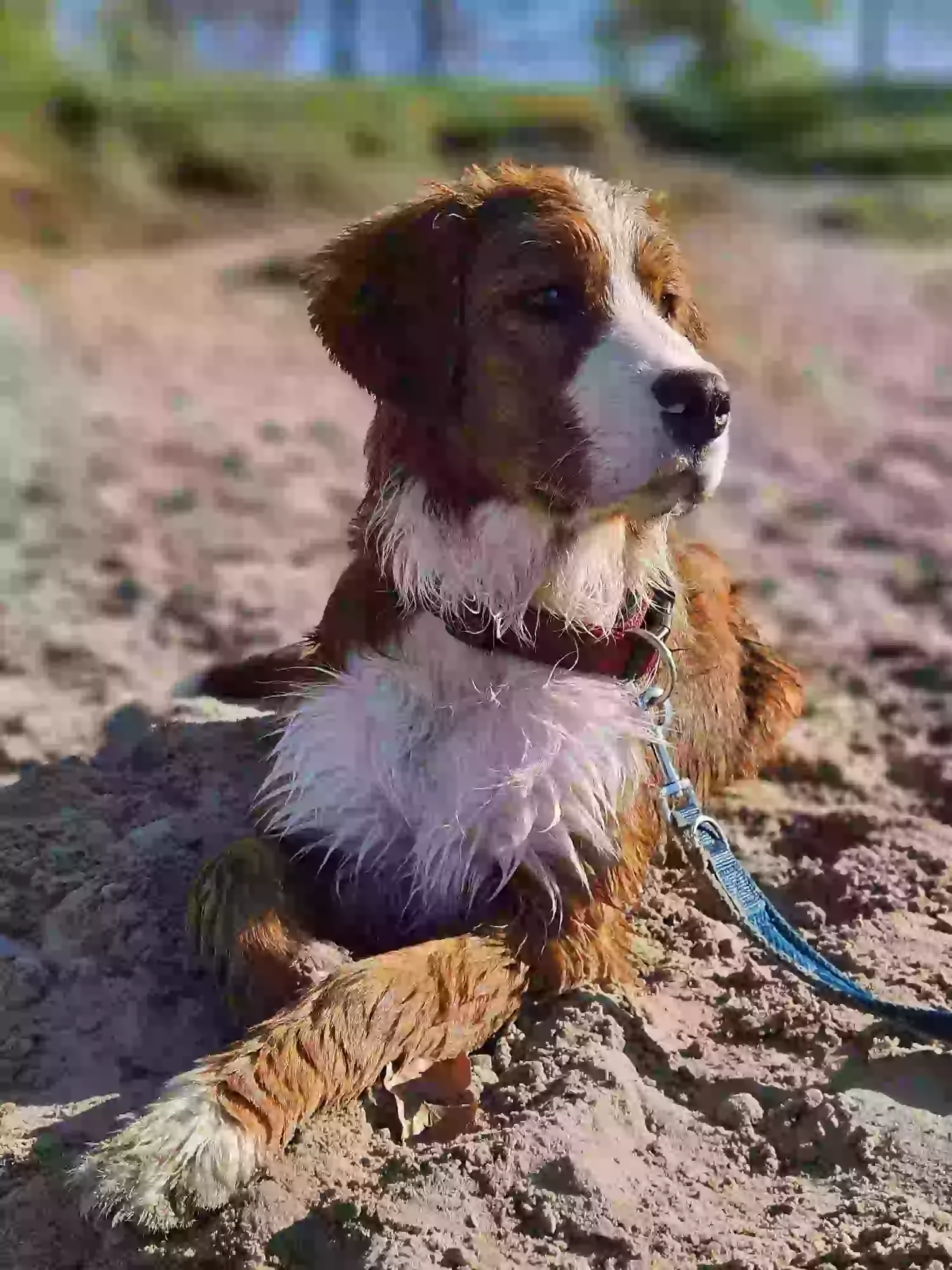 Bailey am Strand im Sand